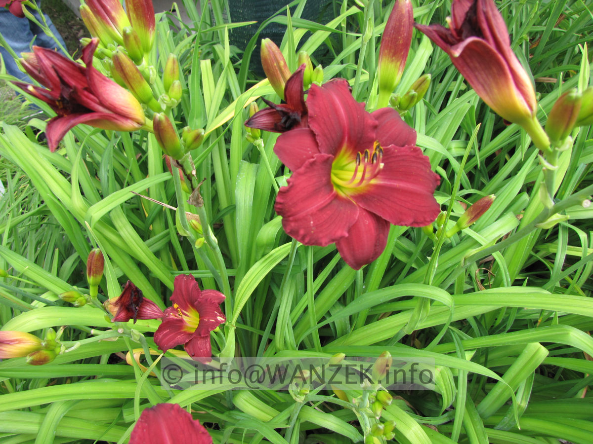 Hemerocallis Pardon Me 3.JPG